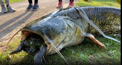 zio pesce Restaurant l መስፍን ስለሺ ዓሣ ቤት